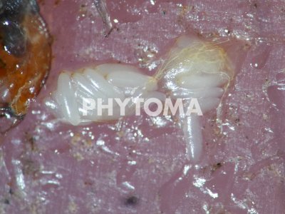 Bactrocera oleae